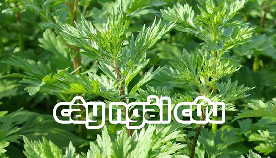 Gội đầu bằng nước ngâm ngải cứu có thể chữa bách bệnh!